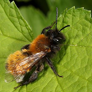 Andrena fulva, W, Komfortverhalten (3) Andrena fulva, W, Komfortverhalten (3)