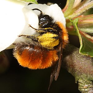 Andrena fulva, W Andrena fulva, W