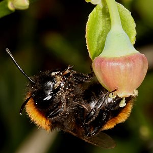 Andrena fulva, W Andrena fulva, W