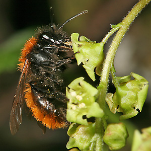 Andrena fulva, W Andrena fulva, W