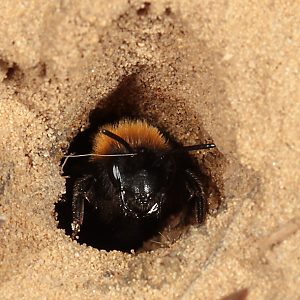 Andrena fulva, W, in seinem Nestgang (4)