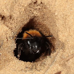 Andrena fulva, W, in seinem Nestgang (4) Andrena fulva, W, in seinem Nestgang (4)