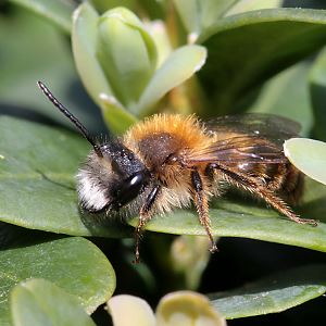 Andrena fulva, M, sonnenbadend Andrena fulva, M, sonnenbadend