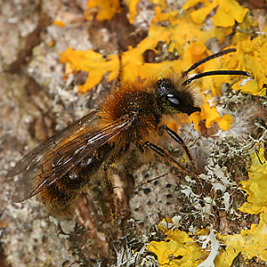Andrena fulva, M Andrena fulva, M