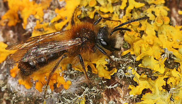Andrena fulva, M Andrena fulva, M