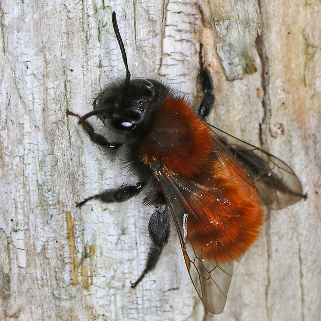 Andrena fulva, M Andrena fulva, M