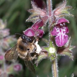 Wald-Pelzbiene (Anthophora furcata), W Wald-Pelzbiene (Anthophora furcata), W