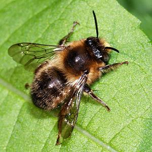 Anthophora furcata, M Anthophora furcata, M