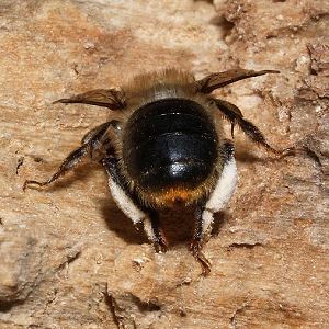 Anthophora furcata, W Anthophora furcata, W