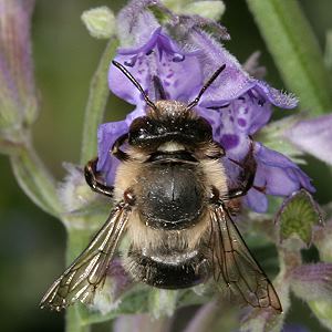 Anthophora furcata, W Anthophora furcata, W