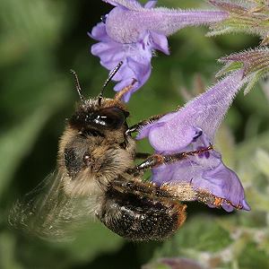 Anthophora furcata, W Anthophora furcata, W