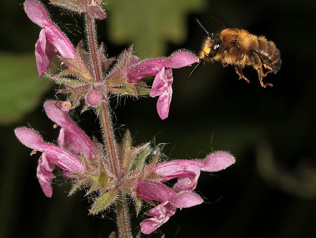 Anthophora furcata, W Anthophora furcata, W