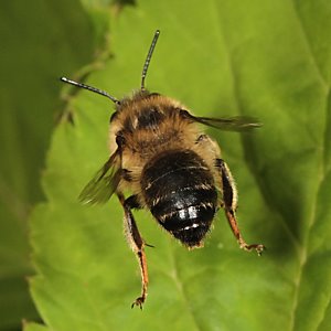 Anthophora furcata, M Anthophora furcata, M