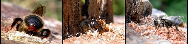 Anthophora furcata Anthophora furcata