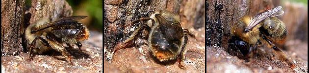 Anthophora furcata Anthophora furcata