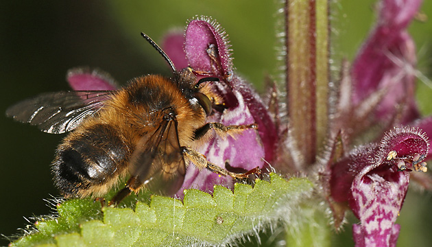 Anthophora furcata, M Anthophora furcata, M