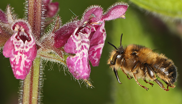 Anthophora furcata, M Anthophora furcata, M