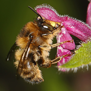 Anthophora furcata, M Anthophora furcata, M