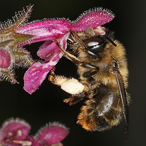 Anthophora furcata, W Anthophora furcata, W