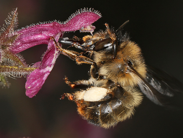 Anthophora furcata, M Anthophora furcata, M