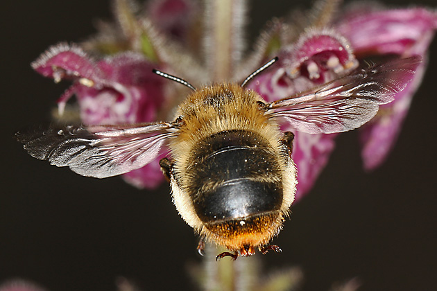 Anthophora furcata, M Anthophora furcata, M