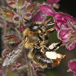 Anthophora furcata, W Anthophora furcata, W