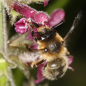 Anthophora furcata, W Anthophora furcata, W