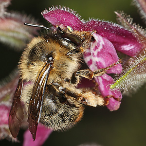 Anthophora furcata, W Anthophora furcata, W