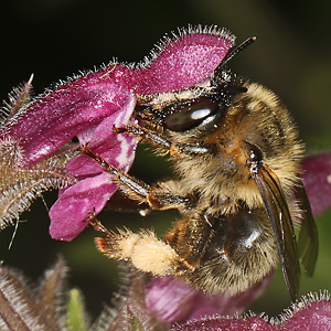 Anthophora furcata, W Anthophora furcata, W