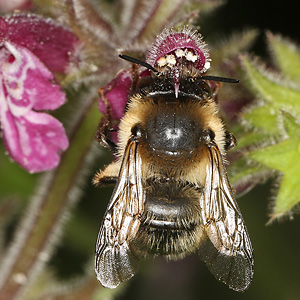 Anthophora furcata, W Anthophora furcata, W