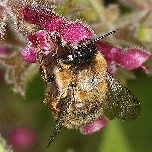 Anthophora furcata, W Anthophora furcata, W