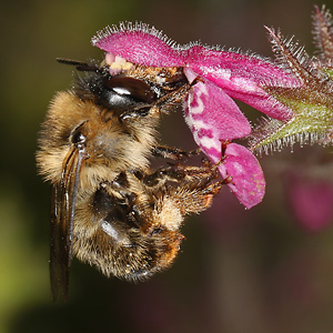 Anthophora furcata, W Anthophora furcata, W