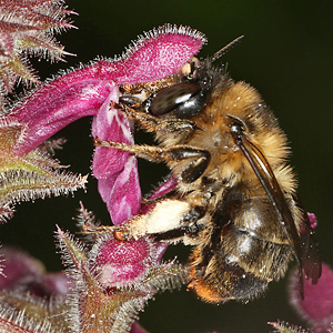 Anthophora furcata, W Anthophora furcata, W