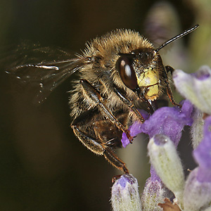 Anthophora furcata, M Anthophora furcata, M