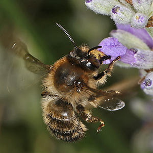 Anthophora furcata, M Anthophora furcata, M