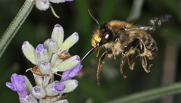 Anthophora furcata, M Anthophora furcata, M