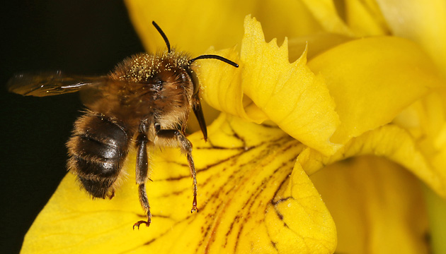 Anthophora furcata, M Anthophora furcata, M