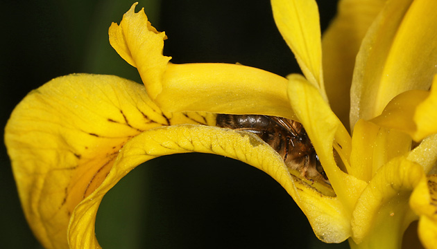 Anthophora furcata, M Anthophora furcata, M