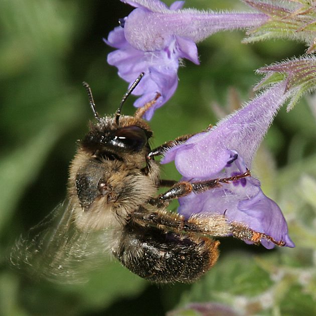 Anthophora furcata, M sonnenbadend