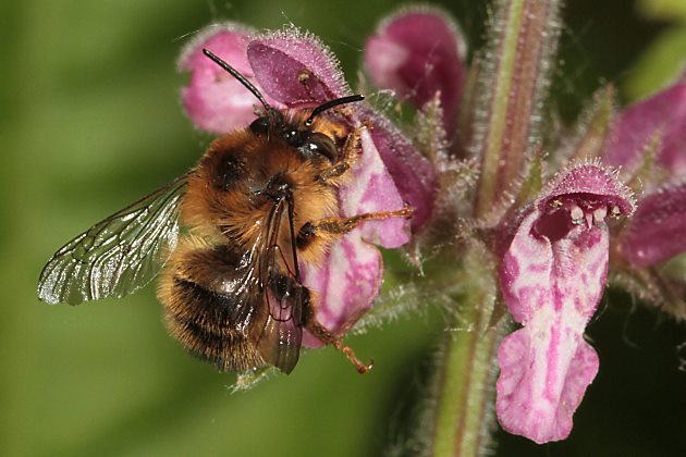 Anthophora furcata, M an Stachys sylvatica