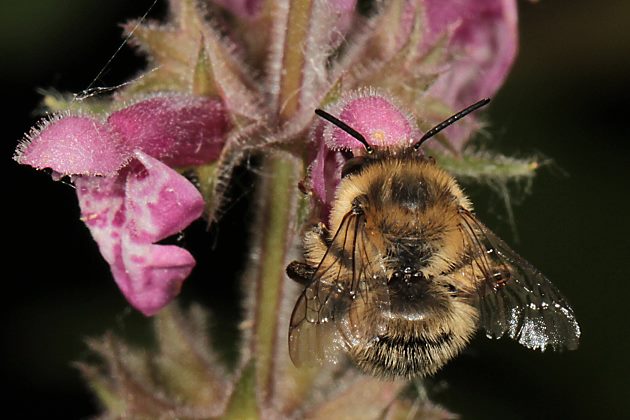 Anthophora furcata, M an Stachys sylvatica