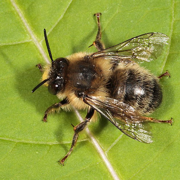 Anthophora furcata, M sonnenbadend