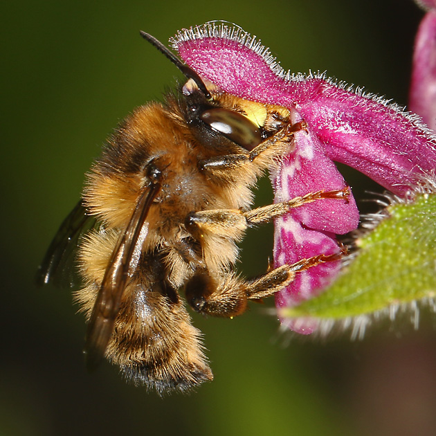 Anthophora furcata, M