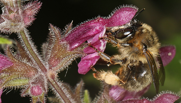 Anthophora furcata, W