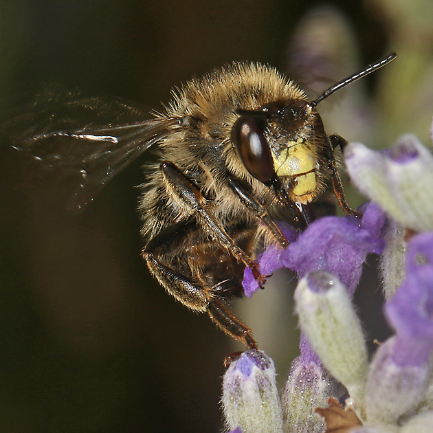 Anthophora furcata, W