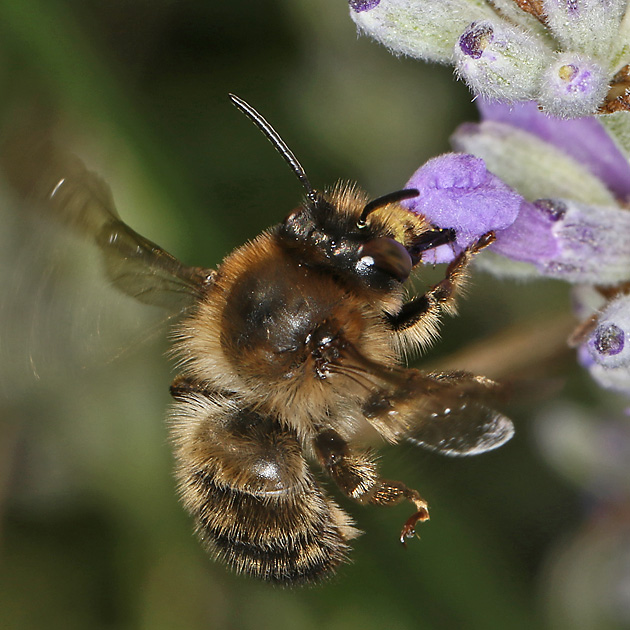 Anthophora furcata, W