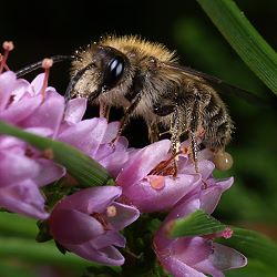Heidekraut-Sandbiene (Andrena fuscipes), M Andrena fuscipes, M