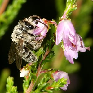 Andrena-fuscipes, M Andrena-fuscipes, M