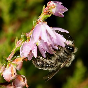 Andrena fuscipes, M Andrena-fuscipes, M