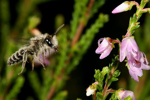 Andrena fuscipes, M Andrena fuscipes, M